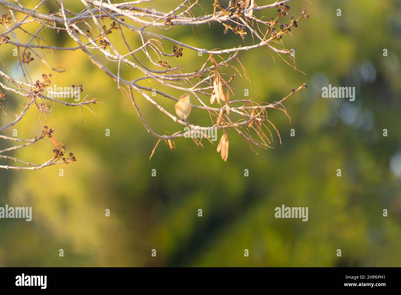 Inspirational Typographic Quote - Hello Autumn on the background of the autumn forest. Stock Photo