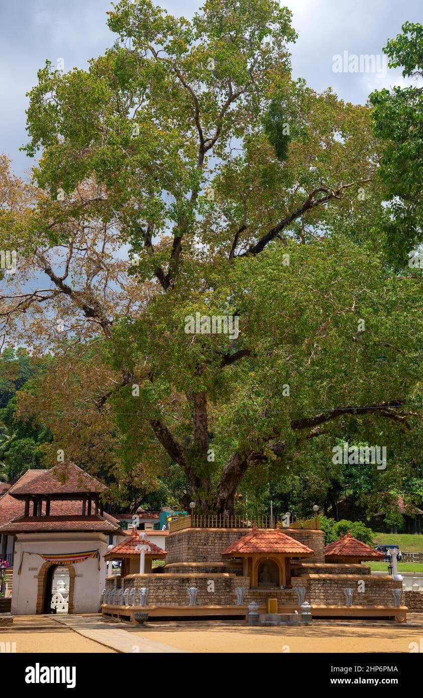 Sacred Bodhi tree on a sunny day. Kandy, Sri Lanka Stock Photo