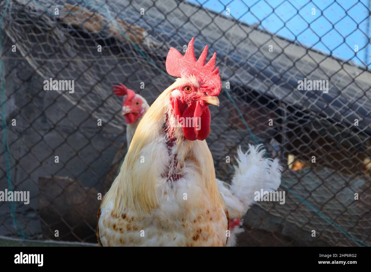 Large white rooster with red comb on its head looks into the camera. Stock Photo
