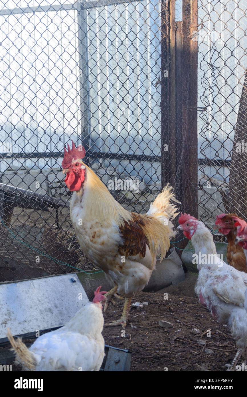 Large rooster and his hens on the farm. Poultry family. Stock Photo