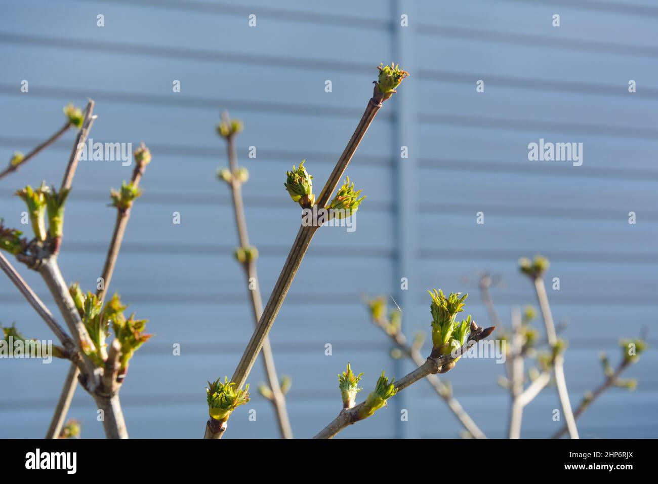 Branch of currant with blossoming leaves in spring. New buds on the bush. Stock Photo