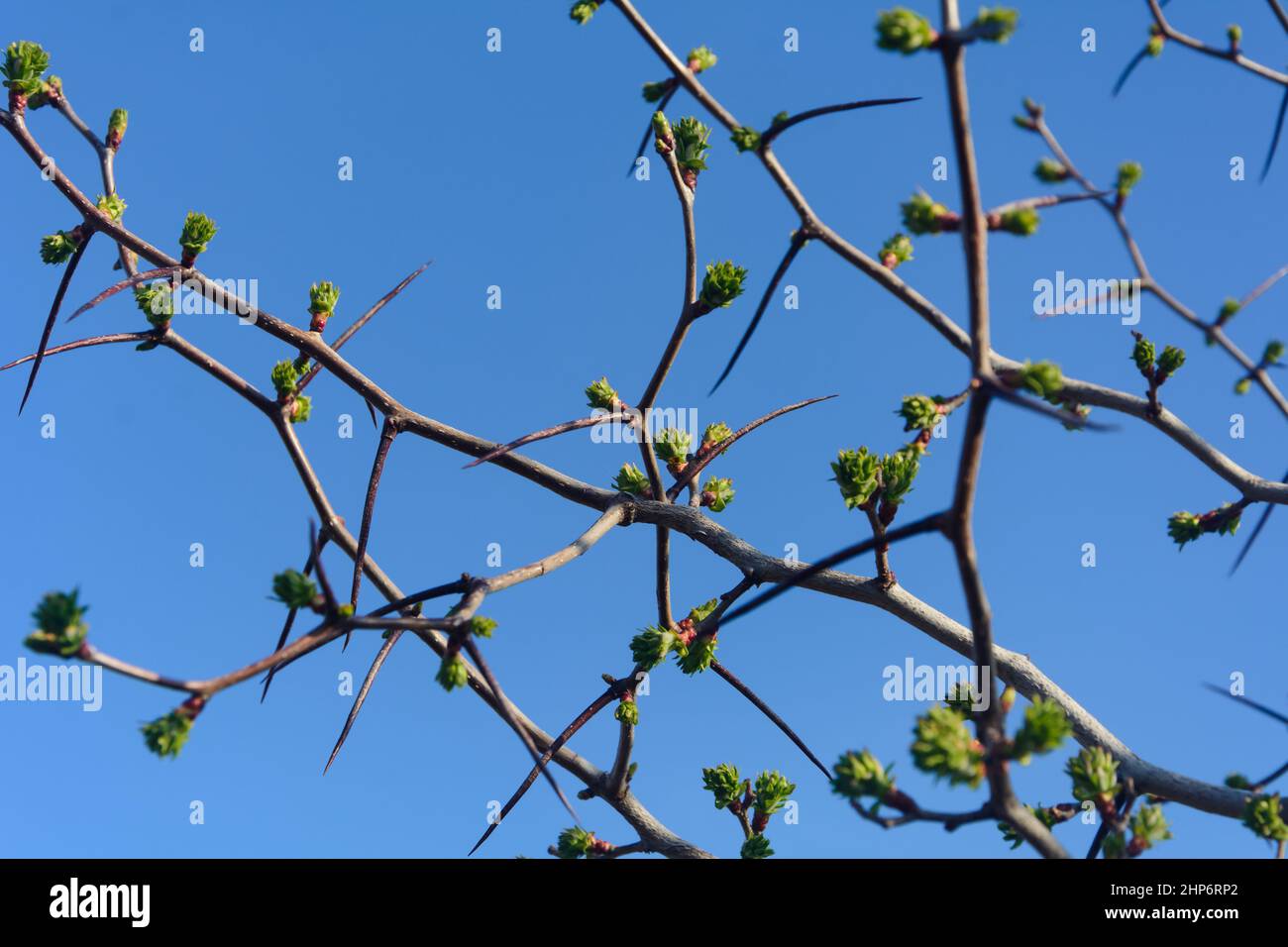Branch of hawthorn with thorns and new leaves in early spring. Blue sky background, close-up, selective focus. Stock Photo