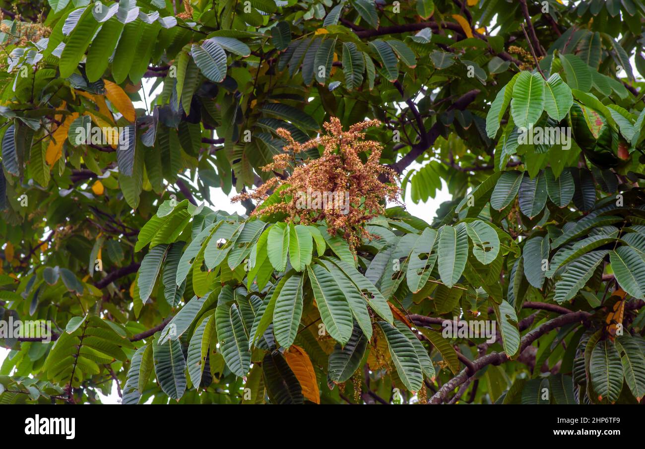 Flowers of  Matoa plant (Pometia pinnata), native fruit from Papua, Indonesia Stock Photo