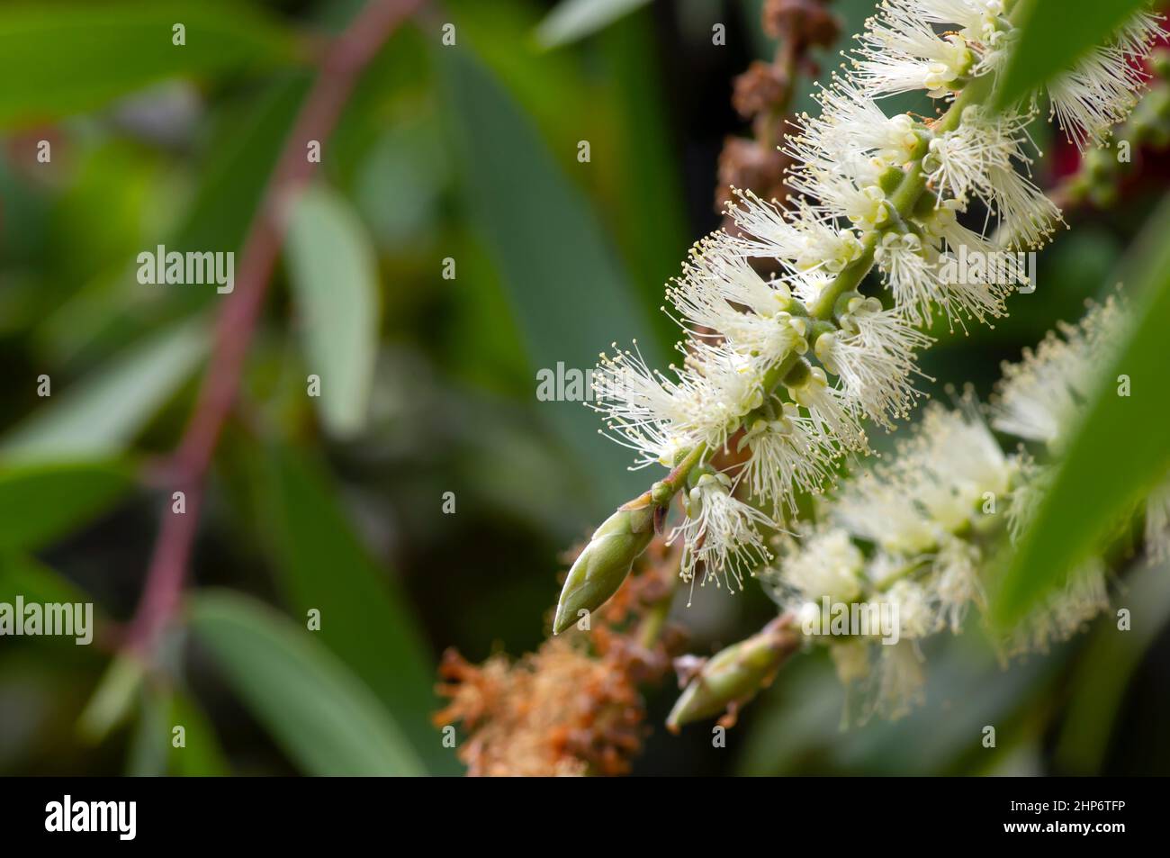 Melaleuca cajuputi flowers, in shallow focus, with blurred background Stock Photo