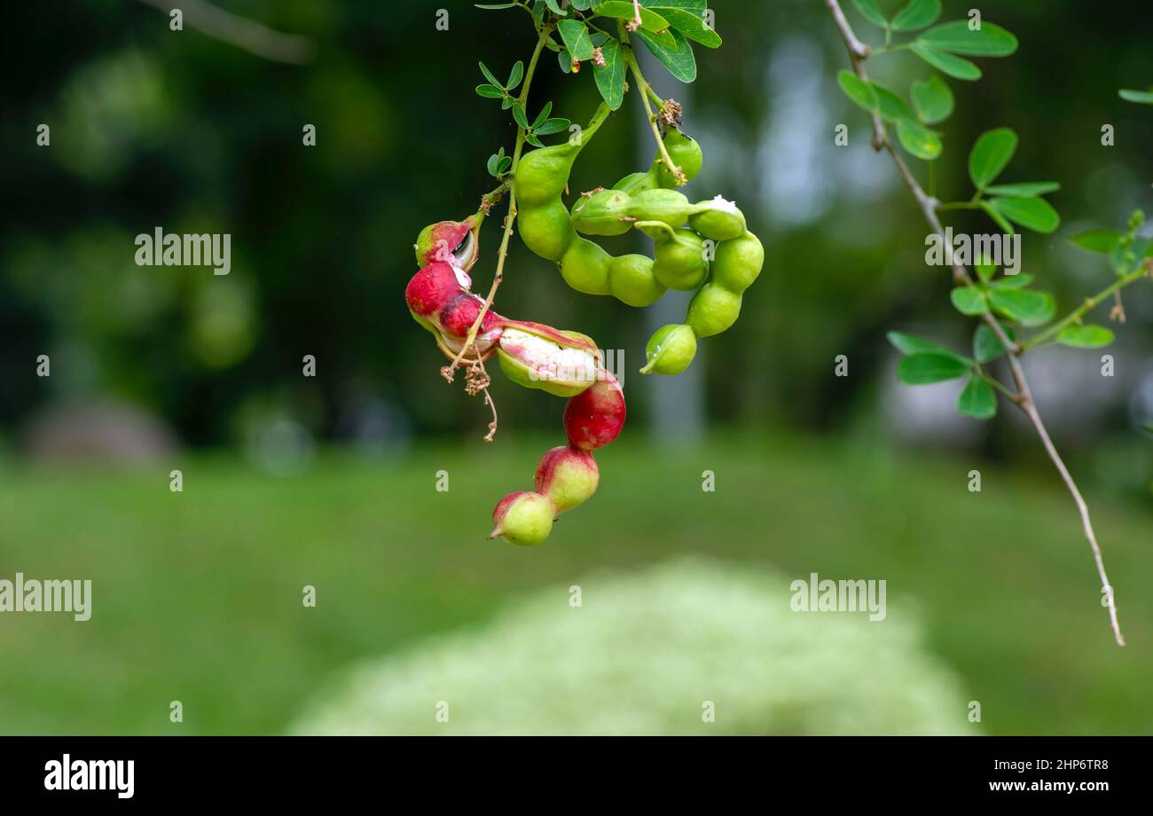 Asam Kranji (Dialium indum), the tamarind-plum seeds Stock Photo