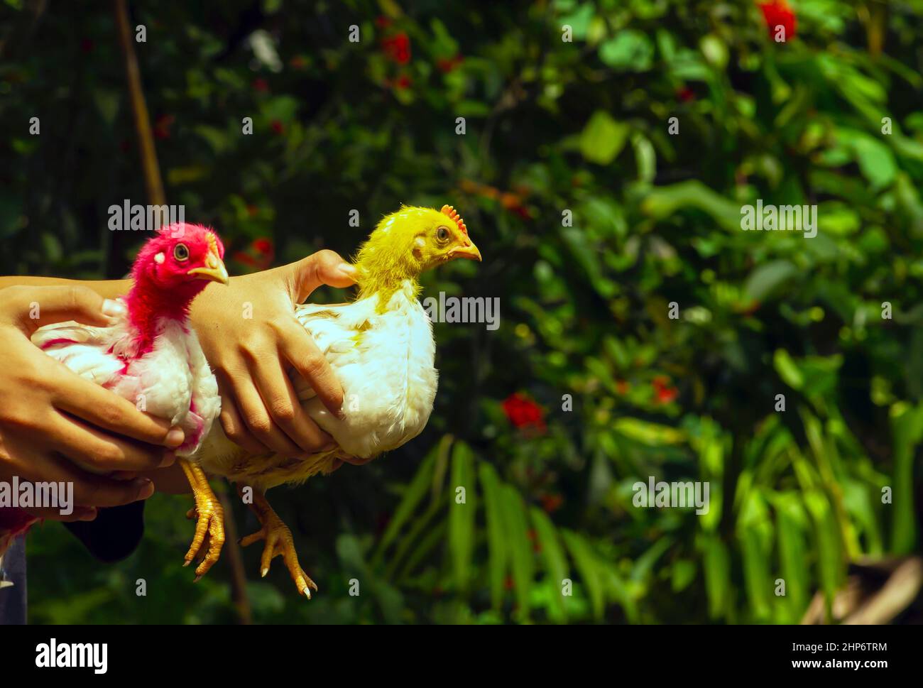 Children catch chicken with red and yellow head, selected focus Stock Photo