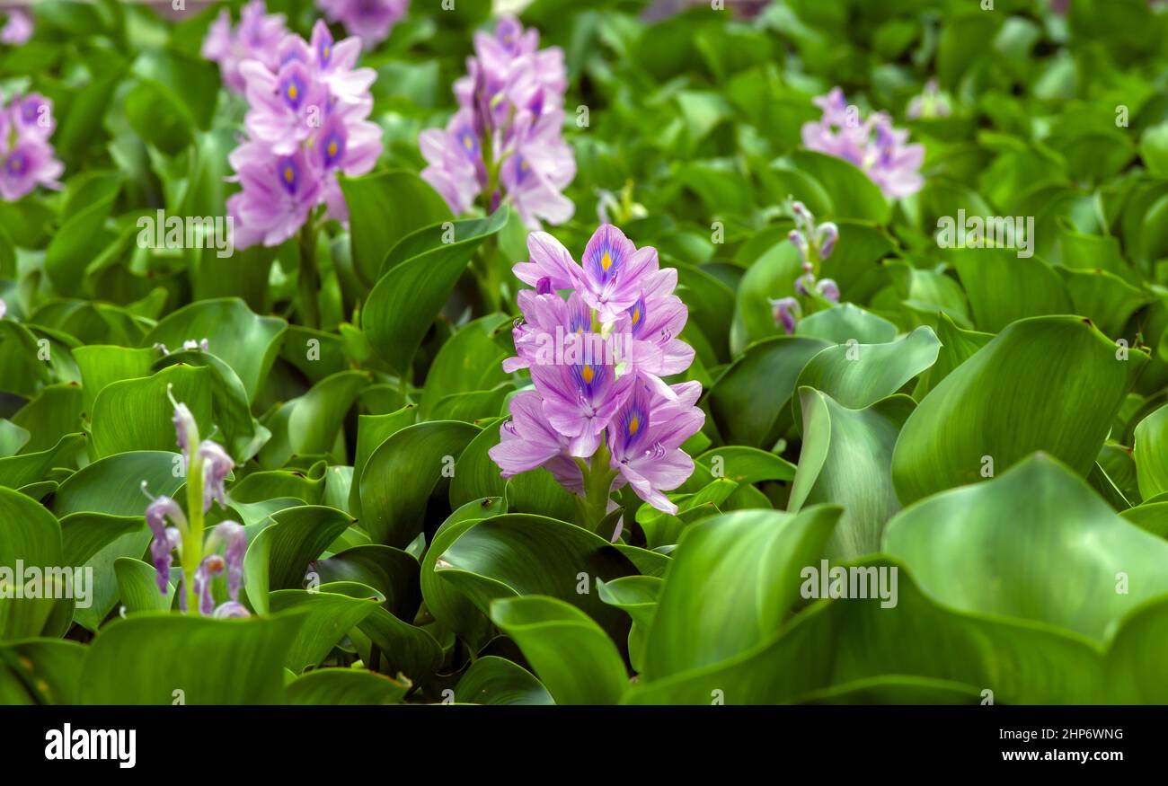 Eceng gondok, Water hyacinth flowers (Eichhornia crassipes), water ...