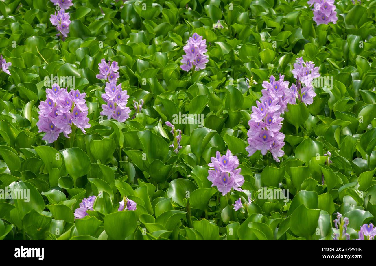 Eceng gondok, Water hyacinth flowers (Eichhornia crassipes), water