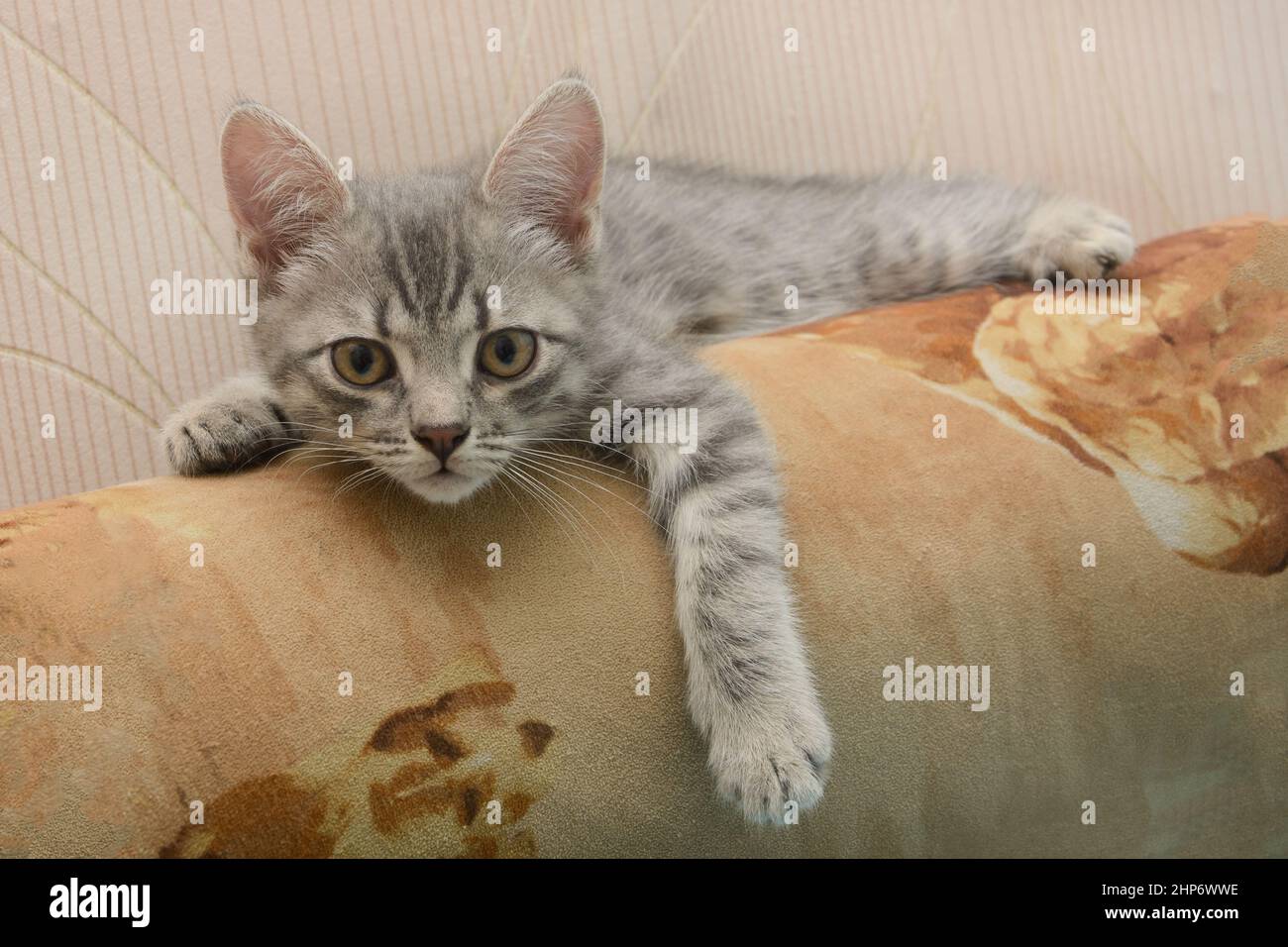 Sad young cat tabby lies and looks at camera. Stock Photo