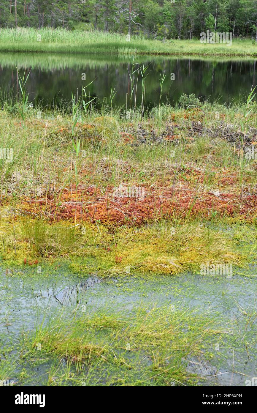 Marshland forest landscape with succession area of wet peat Sphagnum moss Stock Photo