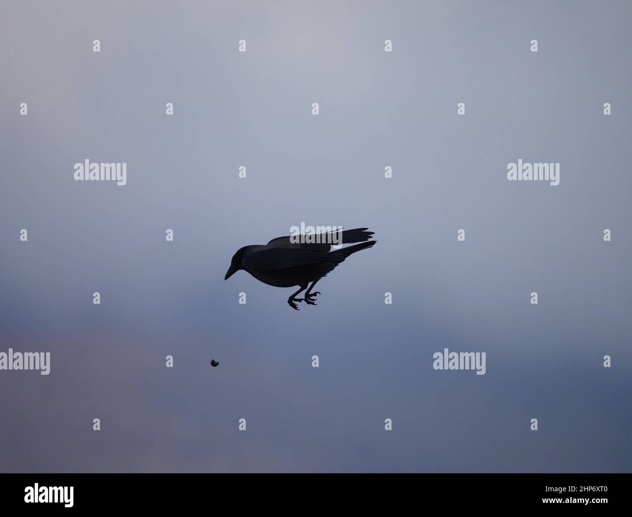 Hooded crows find then drop cockles onto rocks to break them and provide a meal. Stock Photo