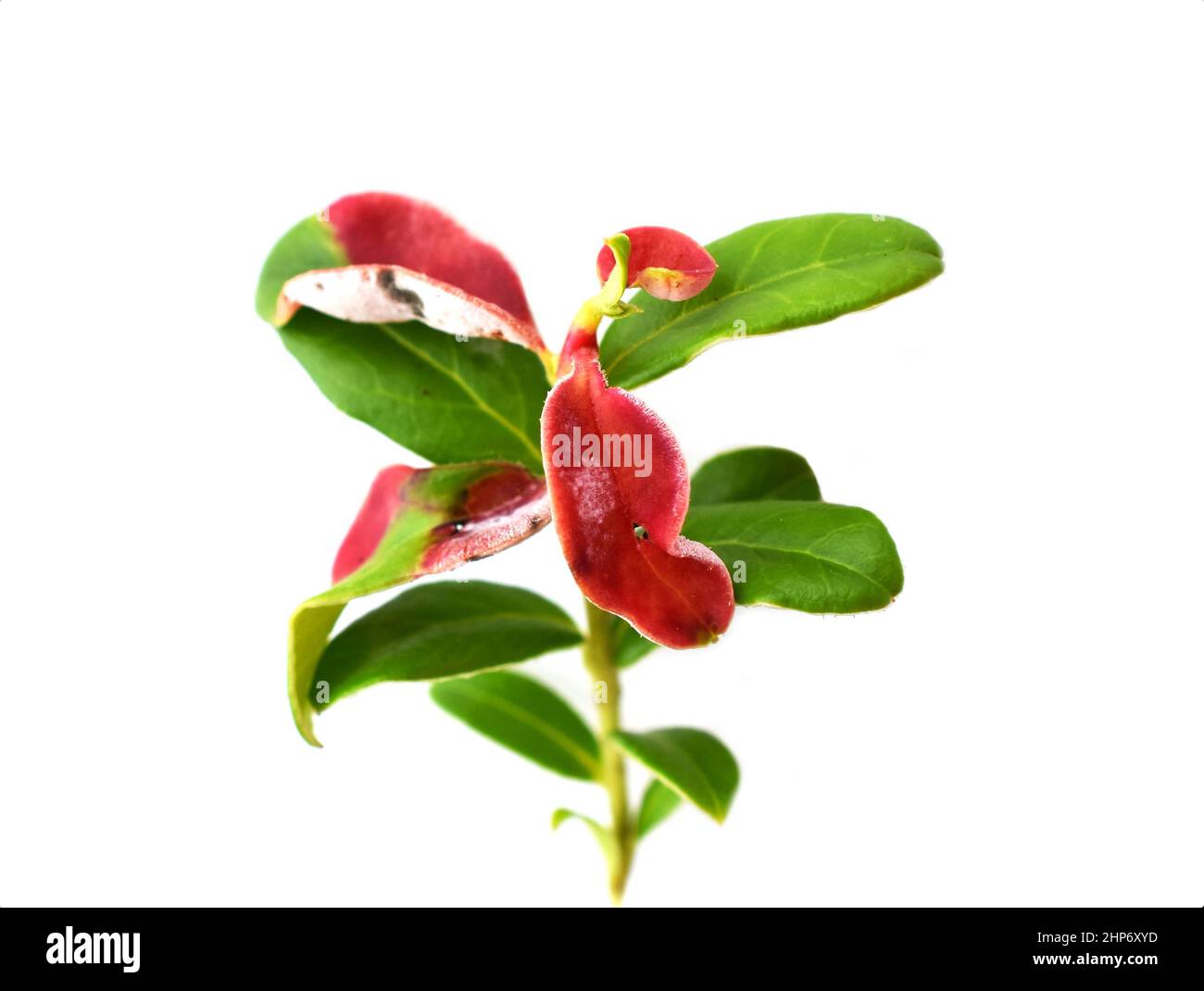 Leaf gall Exobasidium vaccinii on cranberry plant isolated on white background Stock Photo
