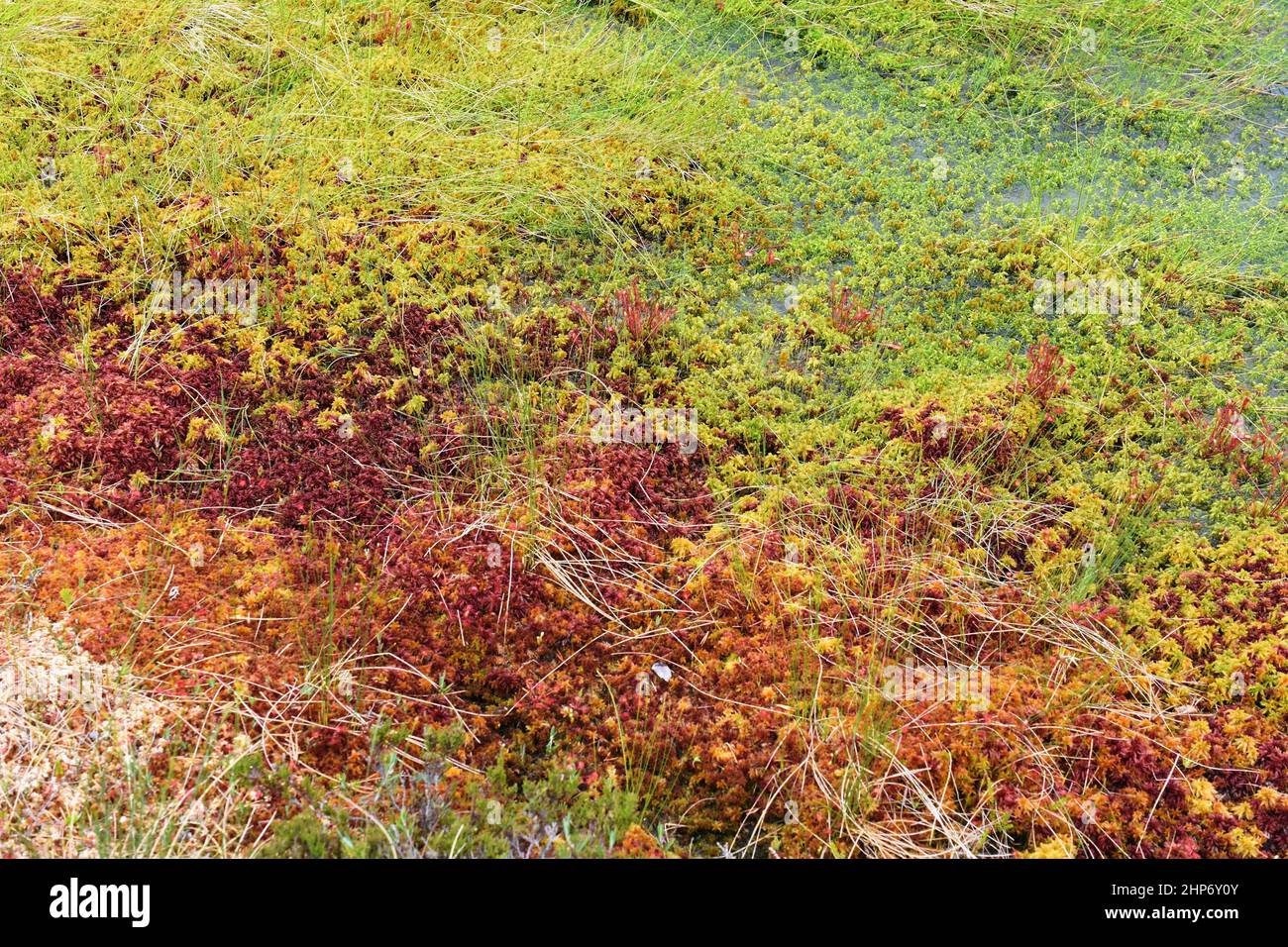 Closeup on Sphagnum peat moss succession area with different species