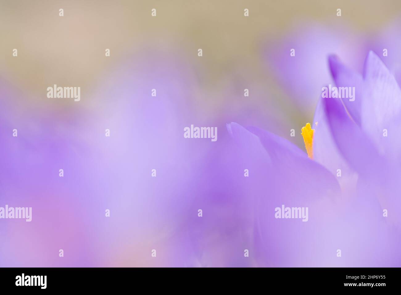 Closeup of Crocus sieberi ‘Tricolor’ flowers in early spring. Focus on yellow anther between purple petals. Shallow depth of field. Stock Photo