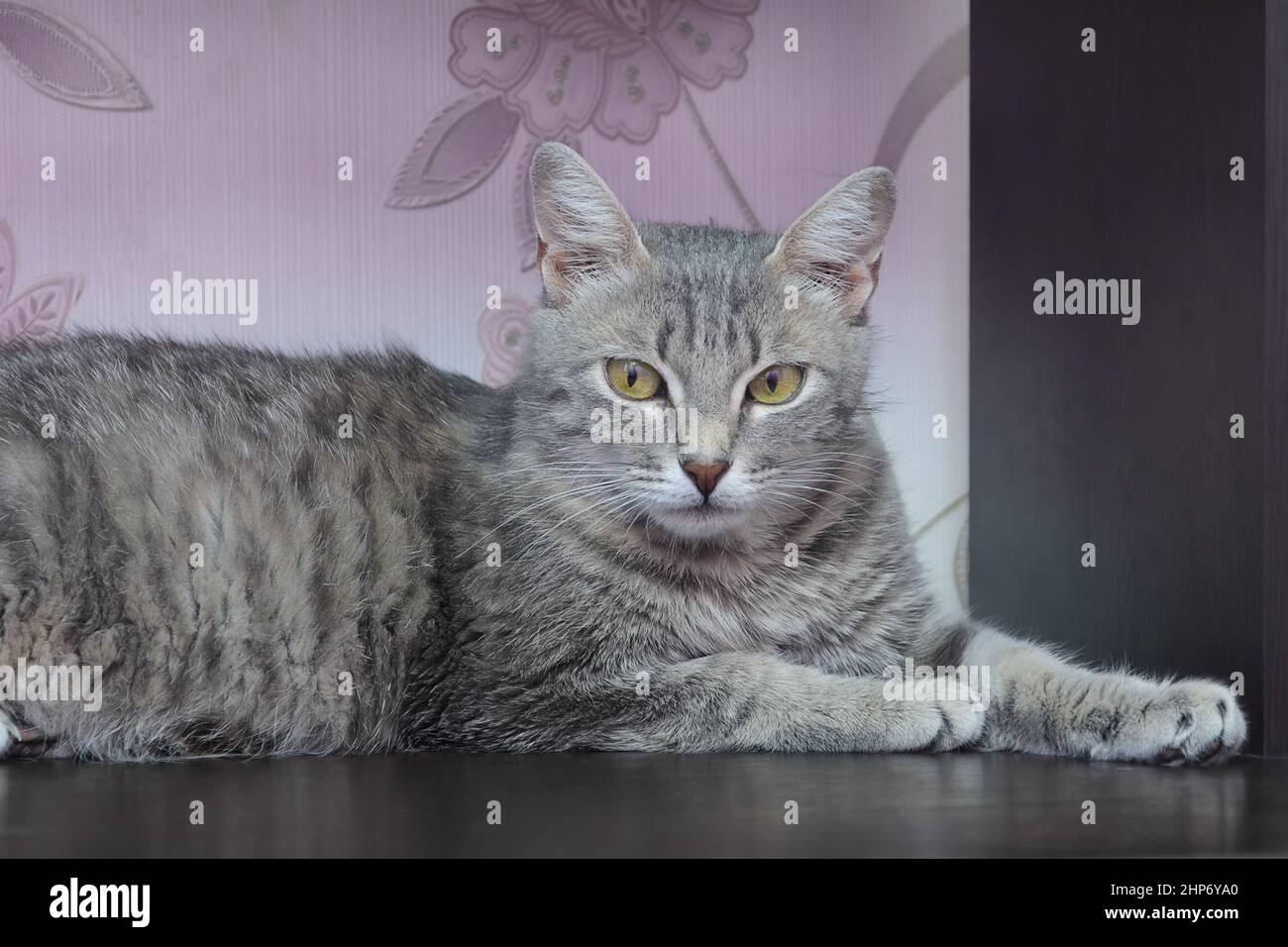 Gray tabby cat lies and looks at camera. Pets at home concept. Stock Photo