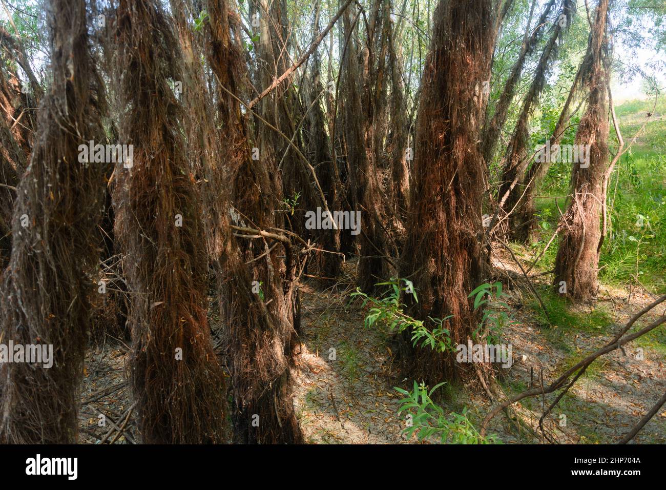 Trunks of old trees with brown algae. Selective focus, blur. Stock Photo