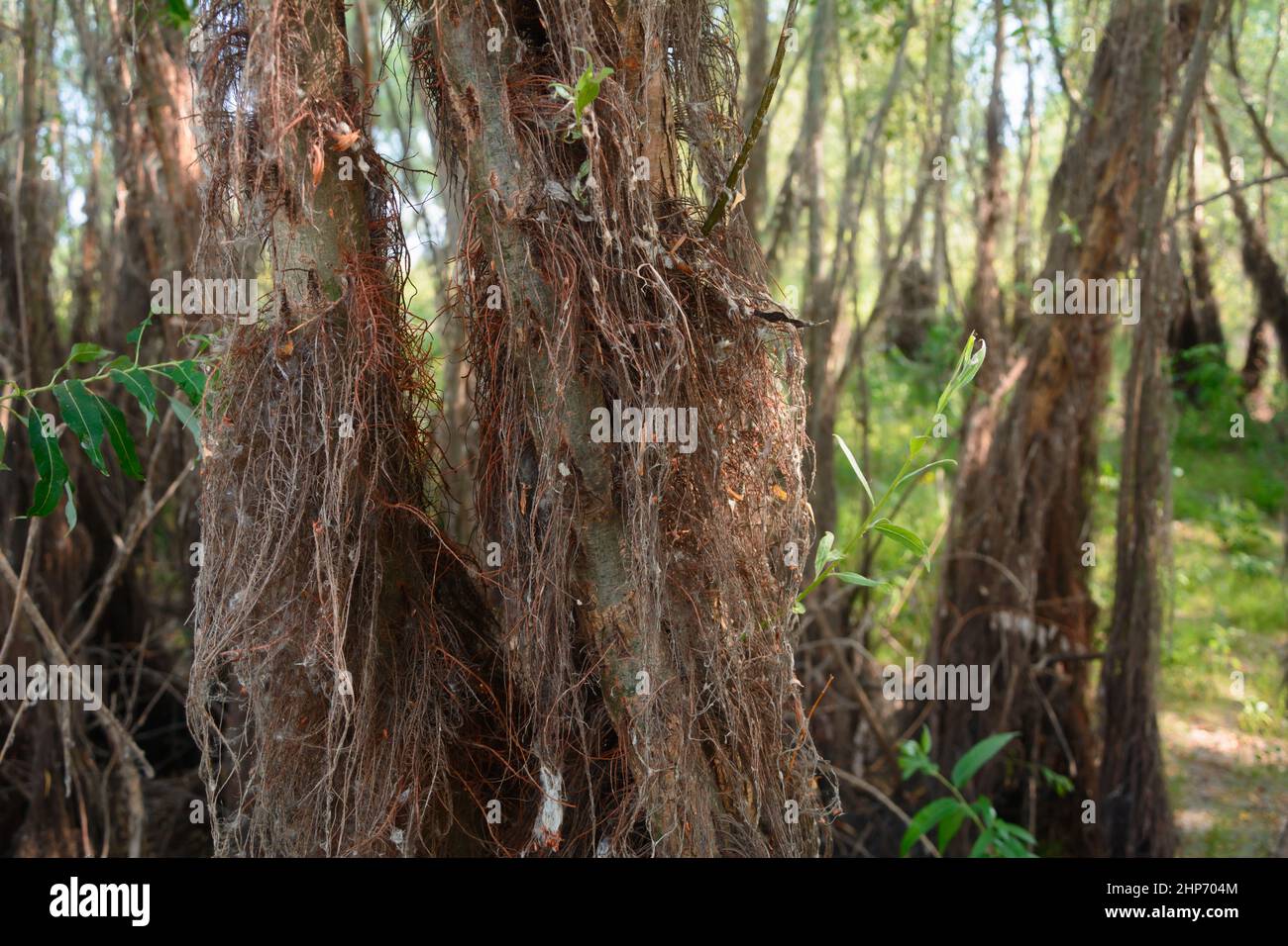 Shaggy stows of trees. Selective focus, blur. Stock Photo