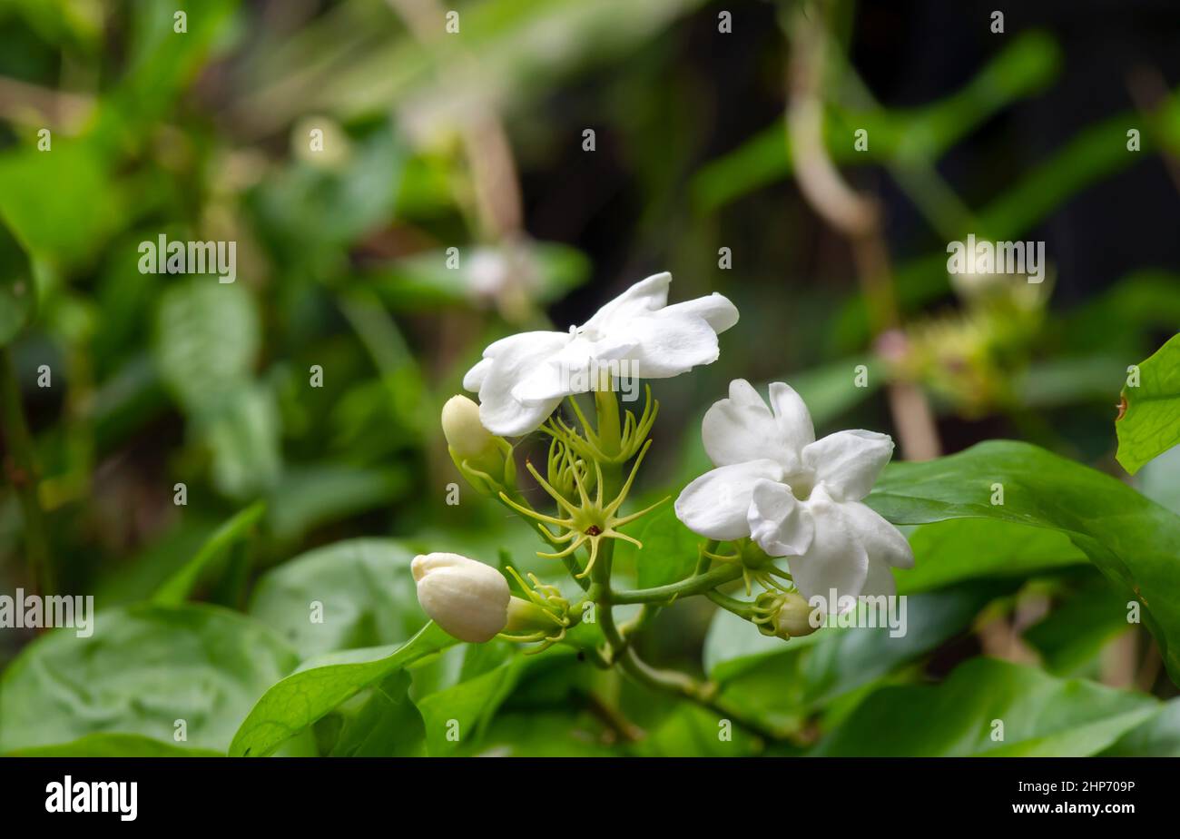 Jasmine tea flower, arabian jasmine, (Jasminum sambac) in shallow focus