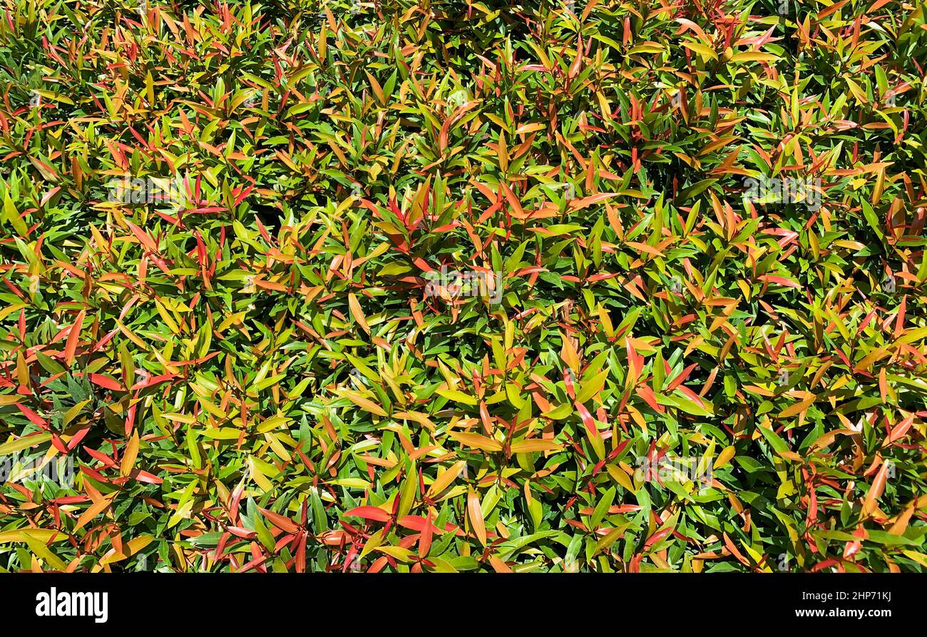 Pucuk Merah, Syzygium oleina (Syzygium paniculatum), Red Shoots, magenta cherry in the nursery Stock Photo