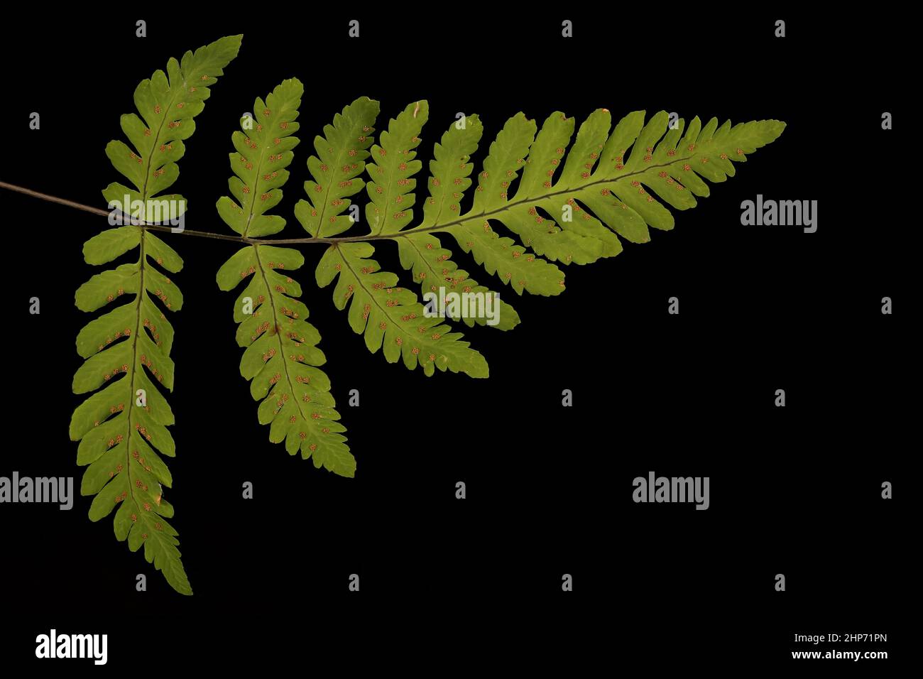 Oak Fern (Gymnocarpium dryopteris). Basal Pinna Closeup Stock Photo