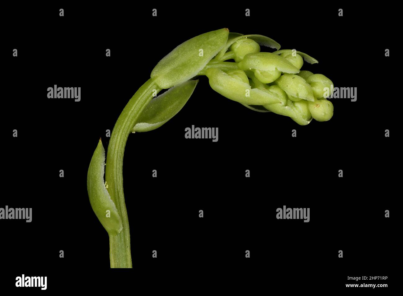 Serrated Wintergreen (Orthilia secunda). Immature Inflorescence Closeup Stock Photo