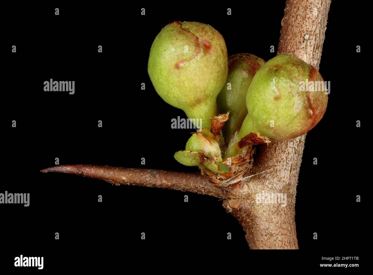 Japanese Quince (Chaenomeles japonica). Flower Buds and Spine Closeup