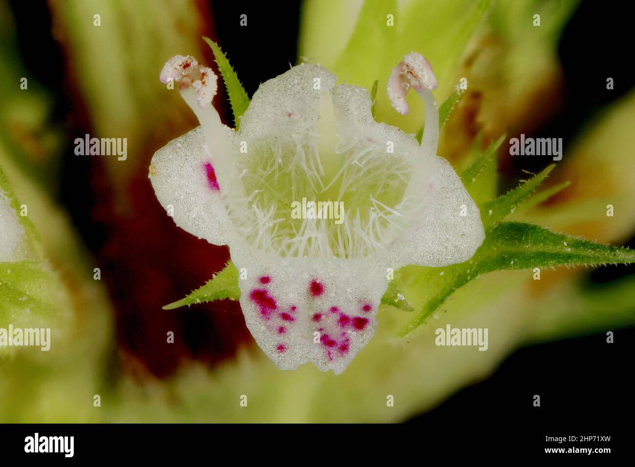Gypsywort (Lycopus europaeus). Flower Closeup Stock Photo