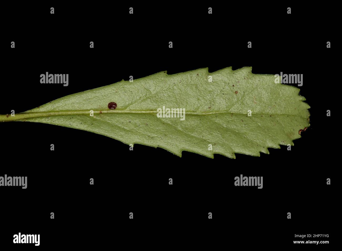 Umbellate Wintergreen (Chimaphila umbellata). Leaf Closeup Stock Photo