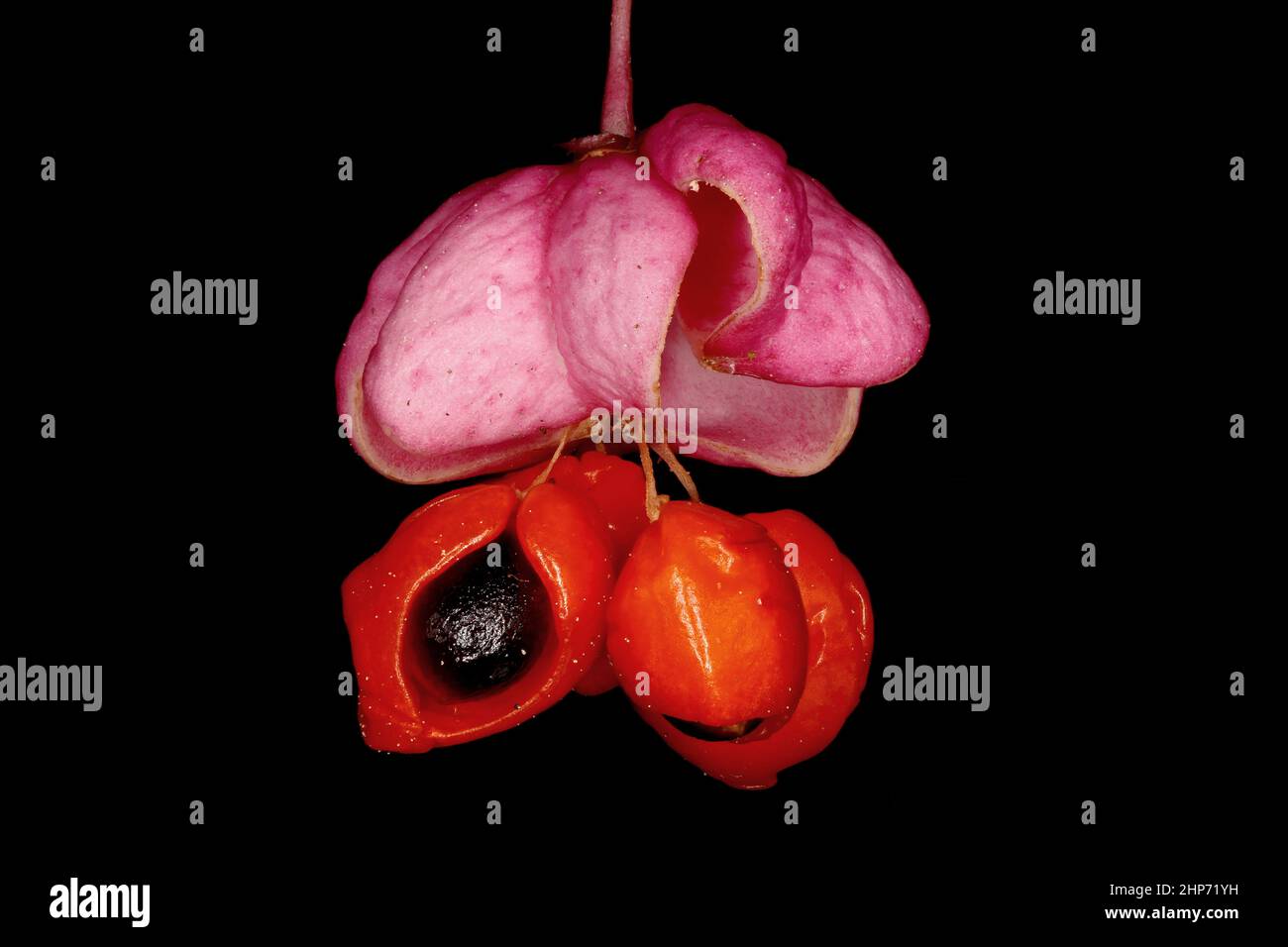 Warted Spindle (Euonymus verrucosus). Mature Fruit Closeup Stock Photo