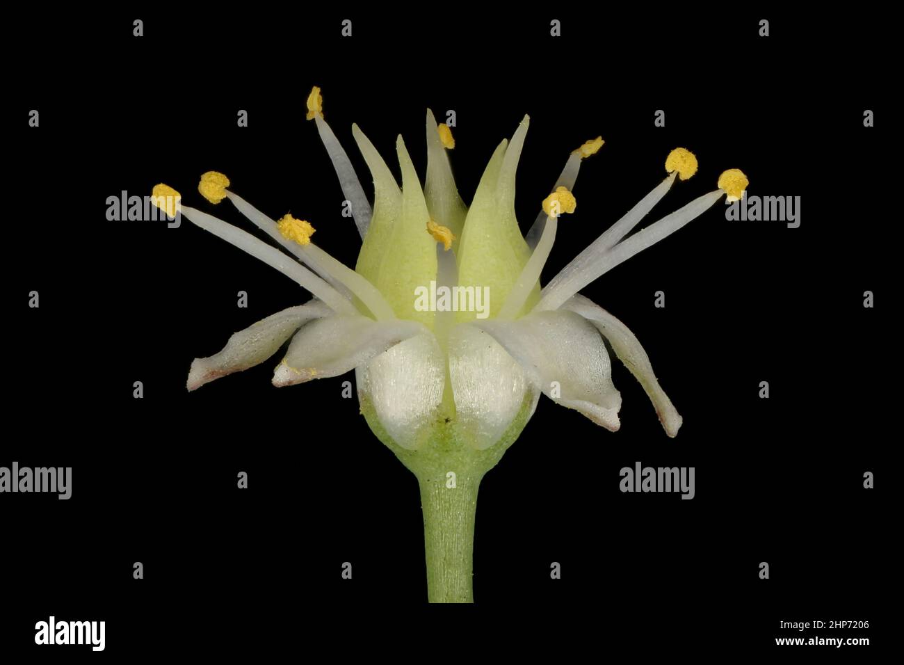 Grand Stonecrop (Hylotelephium maximum). Flower Closeup Stock Photo