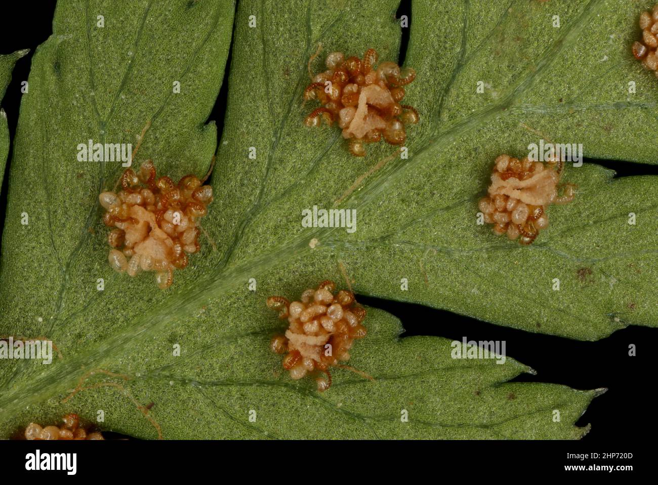 Northern Buckler-Fern (Dryopteris expansa). Indusiate Sori Closeup Stock Photo