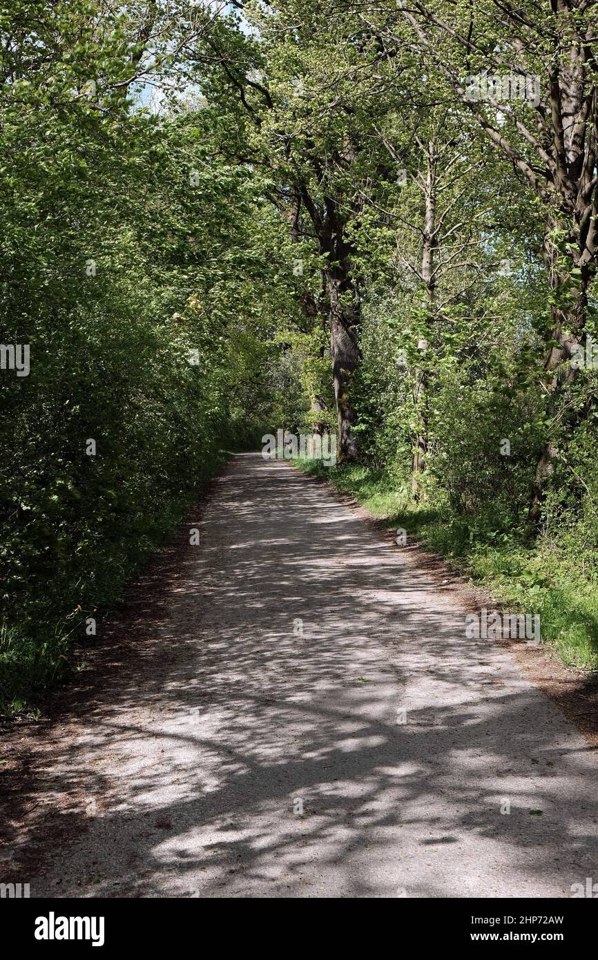 Beautiful view of a pathway surrounded by greens in the countryside ...