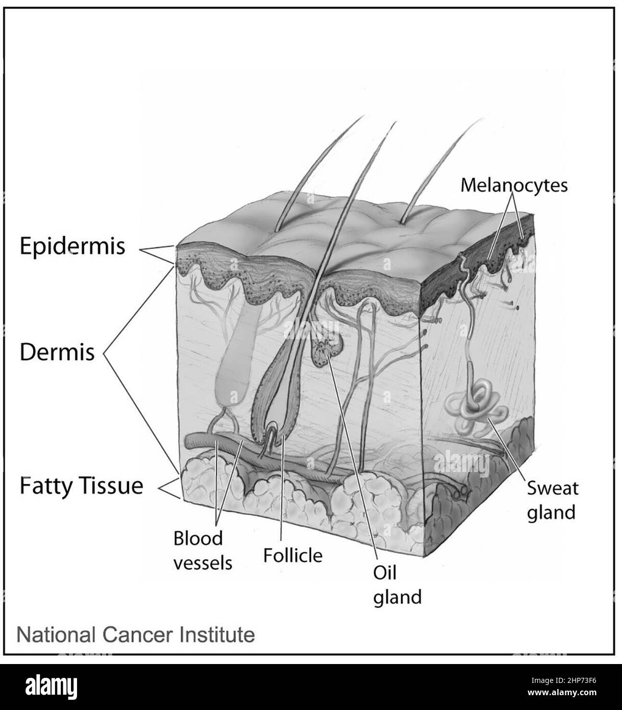 The layers of skin (epidermis, dermis, and fatty tissue) and associated glands and vessels (blood vessels, follicle, oil gland, sweat gland, and melanocytes) ca.  2005 Stock Photo