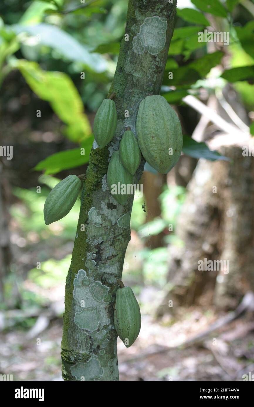 Ghanaian cacao farm hires stock photography and images Alamy