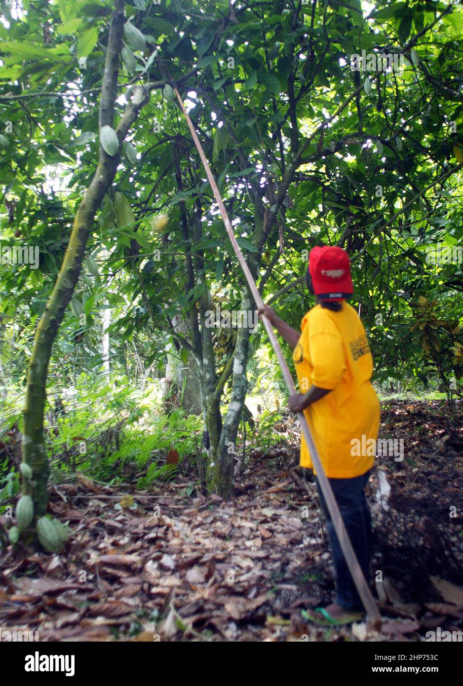 Workers at a Cocoa fair trade plantation in Ghana West Africa Stock Photo Alamy