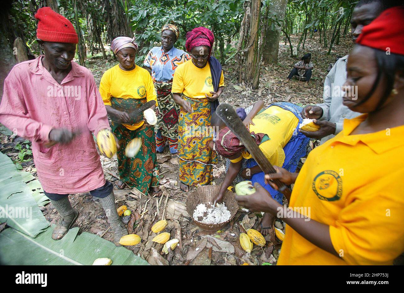 Workers at a Cocoa fair trade plantation in Ghana West Africa Stock Photo Alamy