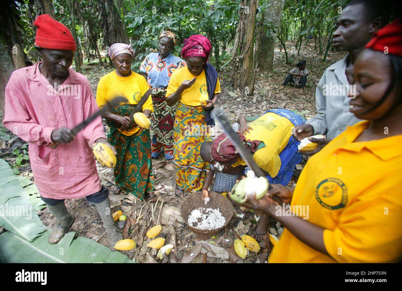 Workers at a Cocoa fair trade plantation in Ghana West Africa Stock