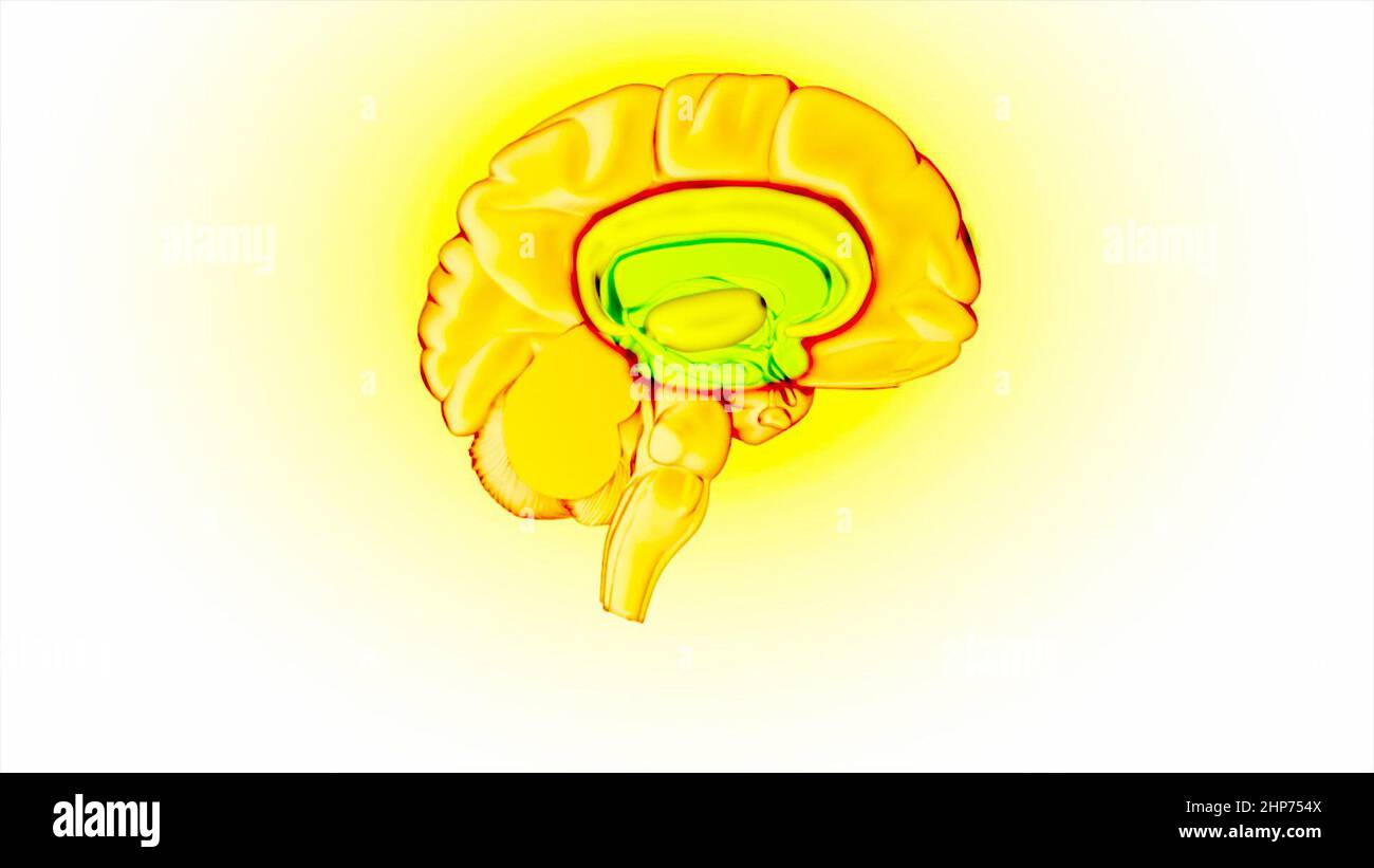 Brain reward circuit hi-res stock photography and images - Alamy