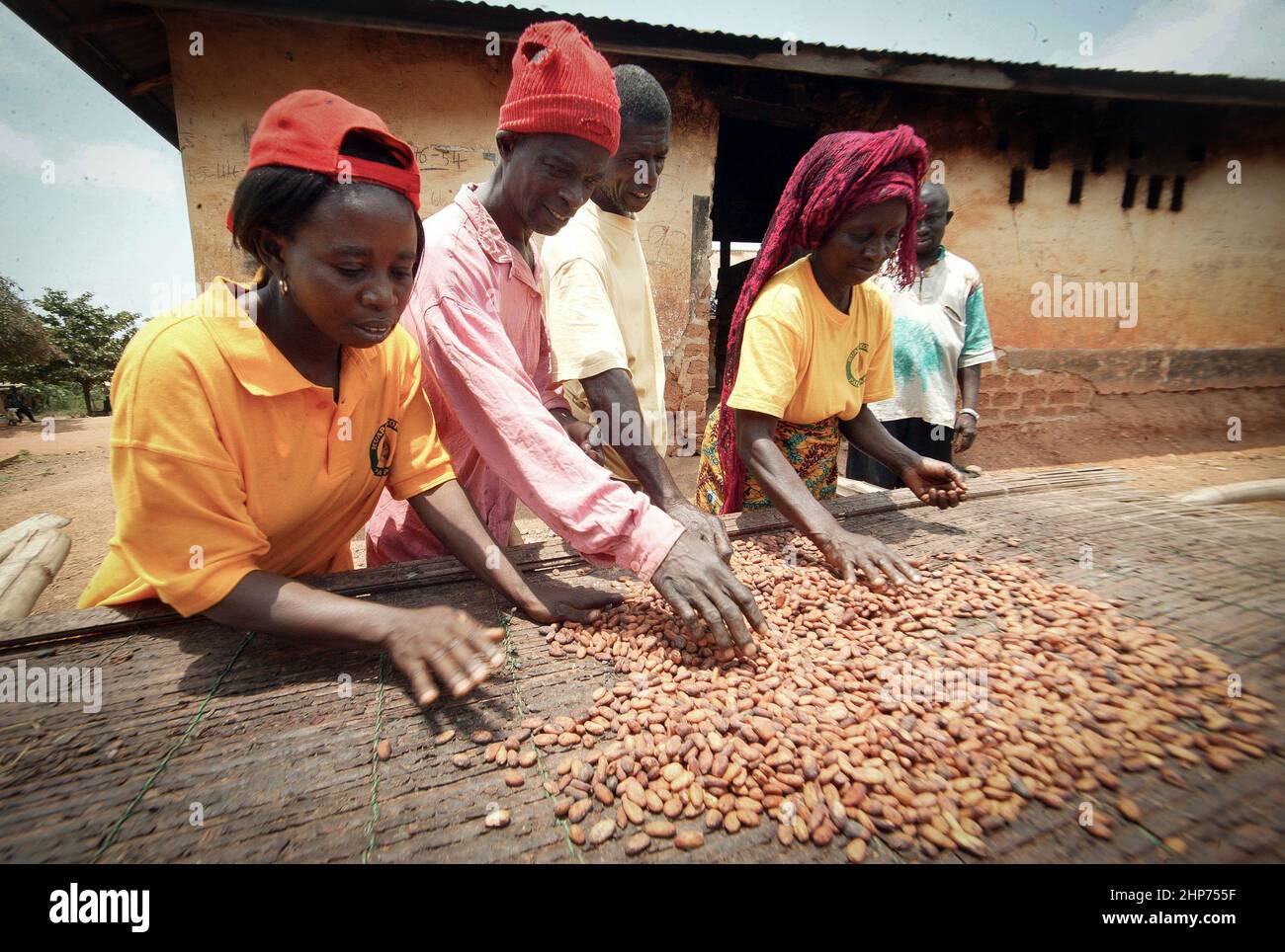 Workers at a Cocoa fair trade plantation in Ghana West Africa Stock