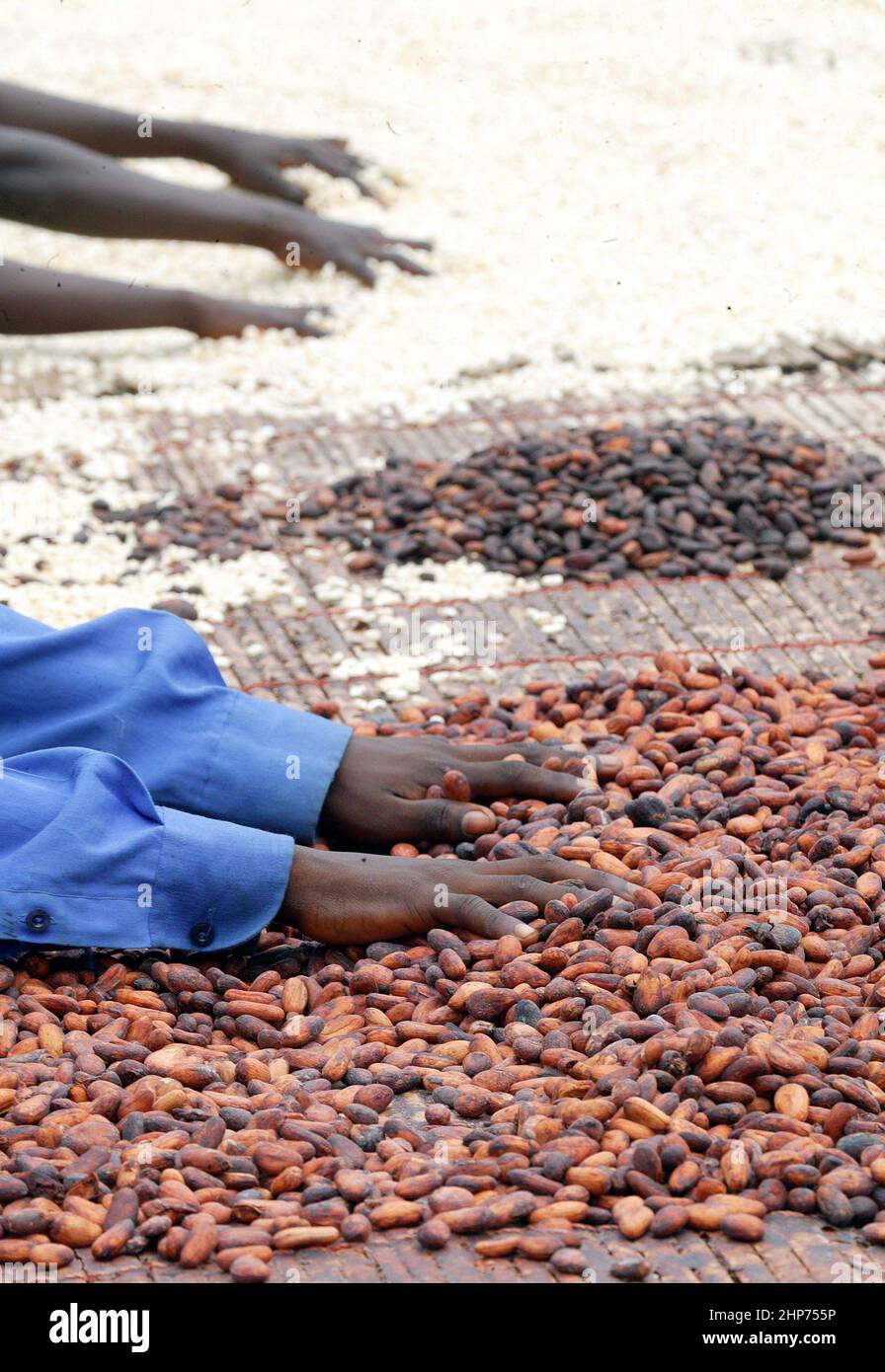 Workers at a Cocoa fair trade plantation in Ghana West Africa Stock Photo Alamy