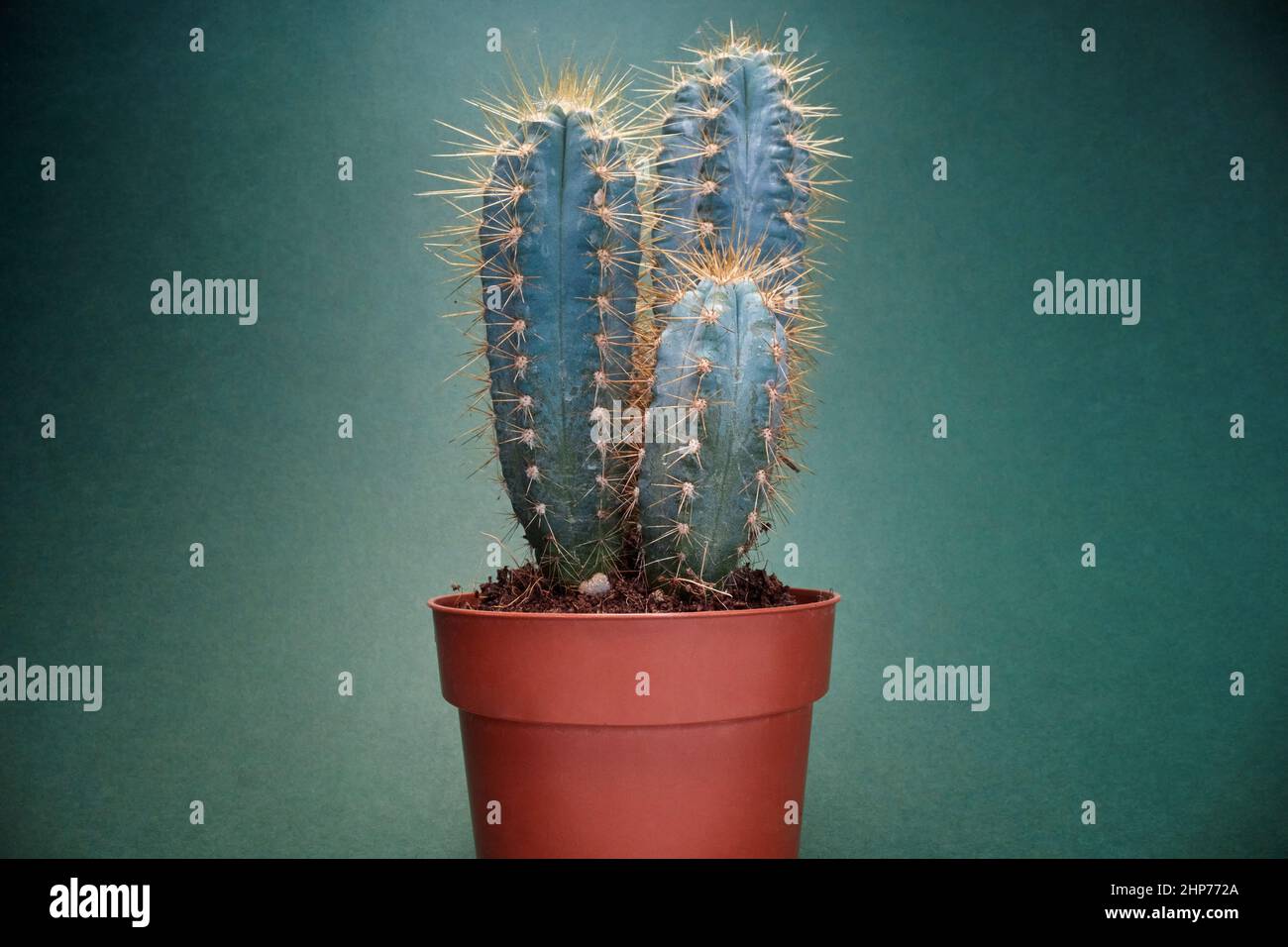 A cactus in the pot under the light in front of green background. Natural, cactus, houseplant Stock Photo