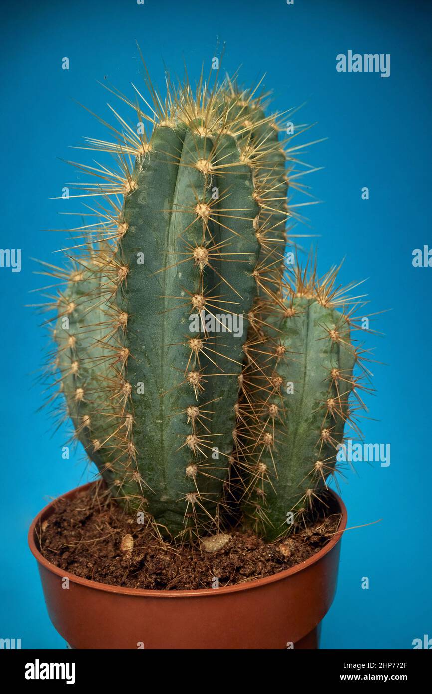 Close-up view of a cactus in the pot under the light in front of blue background. Natural, cactus, houseplant Stock Photo