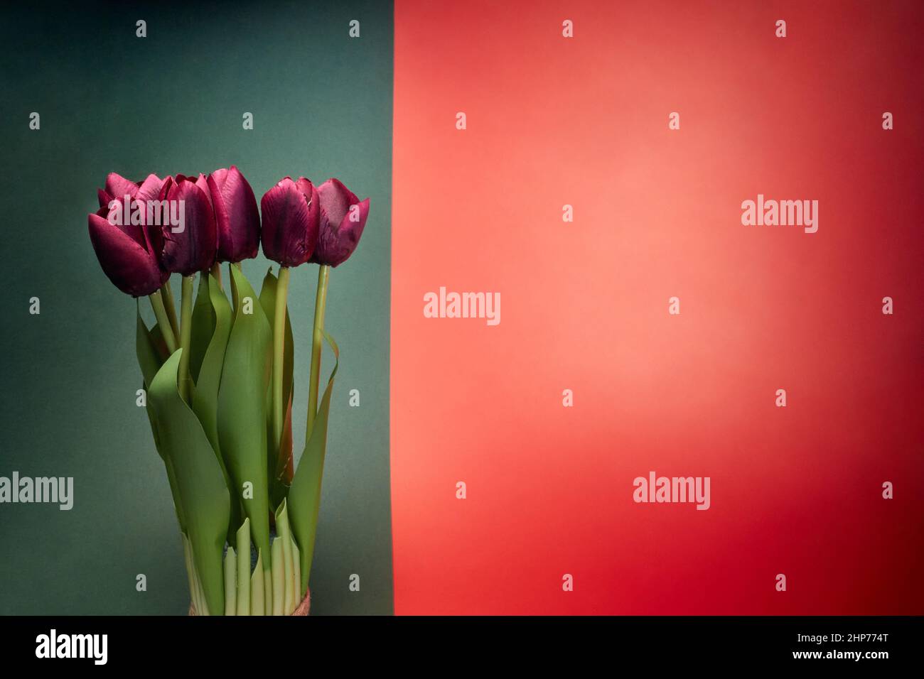 Beautiful red tulips under the light in front of red-black background. Natural, flowers, fragrant Stock Photo