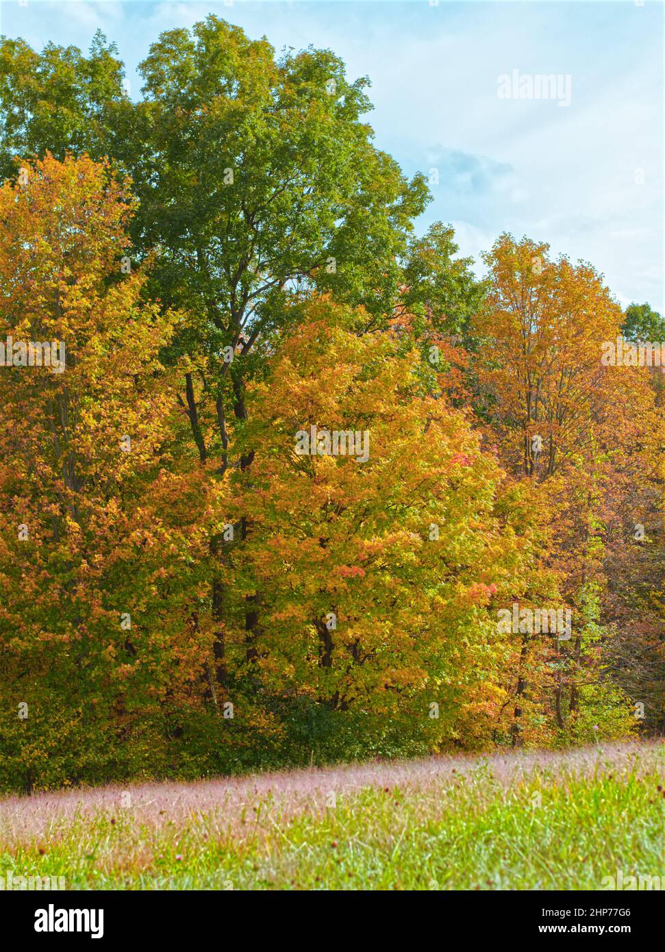 A landscape view of colorful trees in the autumn Stock Photo - Alamy