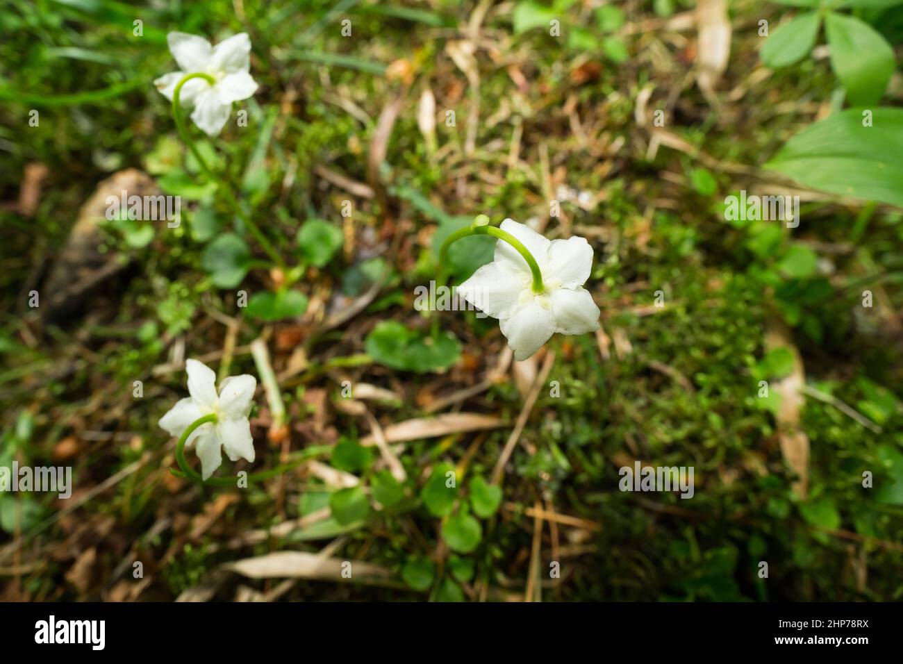 One-flowered wintergreen growing in a forest, wild Finland Stock Photo
