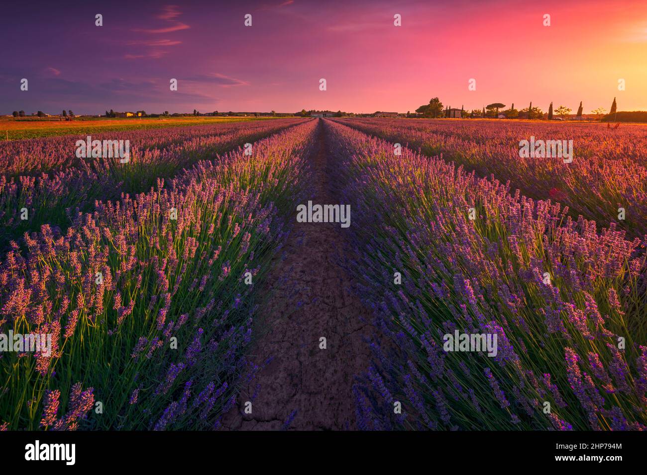 Lavender flowers fields and beautiful sunset. Marina di Cecina, Livorno province, Tuscany region, Italy, Europe Stock Photo