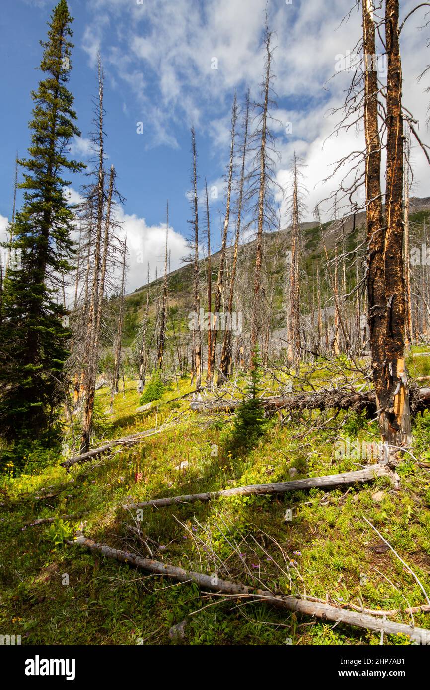 The Rockies. Regrowing forest after extensive fire damage The hiking trail to Lake Helen, Banff