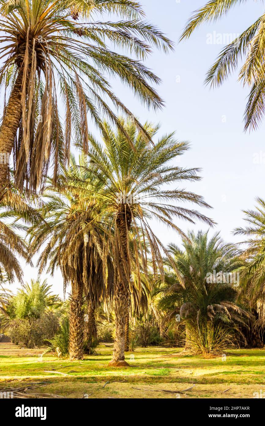 Plantation of the date palm. Date trees (Phoenix) in an oasis near Ksar Ghilane, Sahara, Tunisia