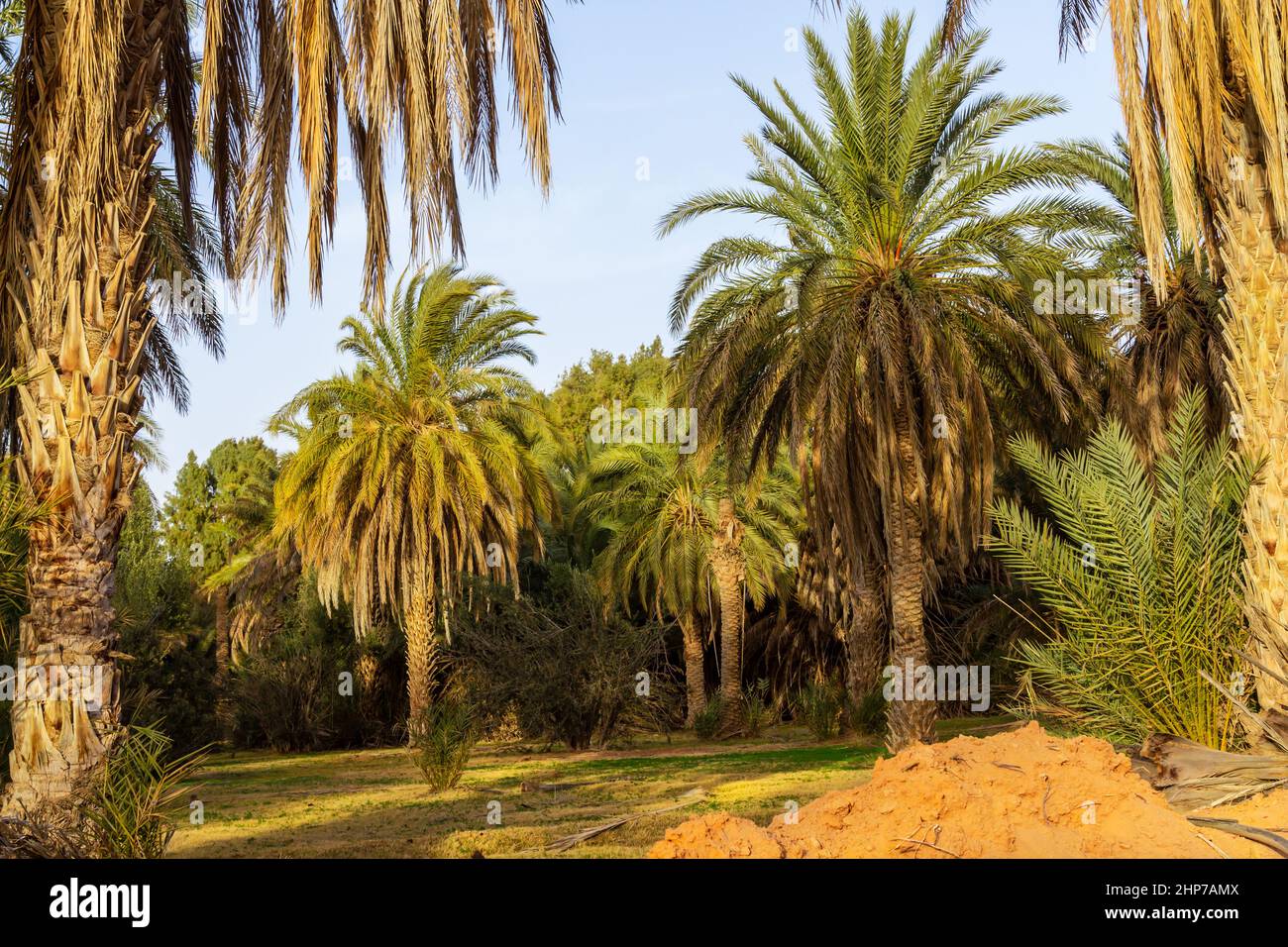 Plantation of the date palm. Date trees (Phoenix) in an oasis near Ksar Ghilane, Sahara, Tunisia