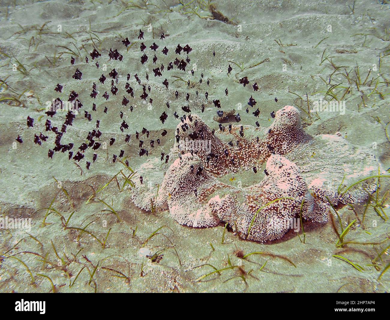 Three Spot Domino Damselfish (Dascyllus trimaculatus) in the Red Sea, Egypt Stock Photo